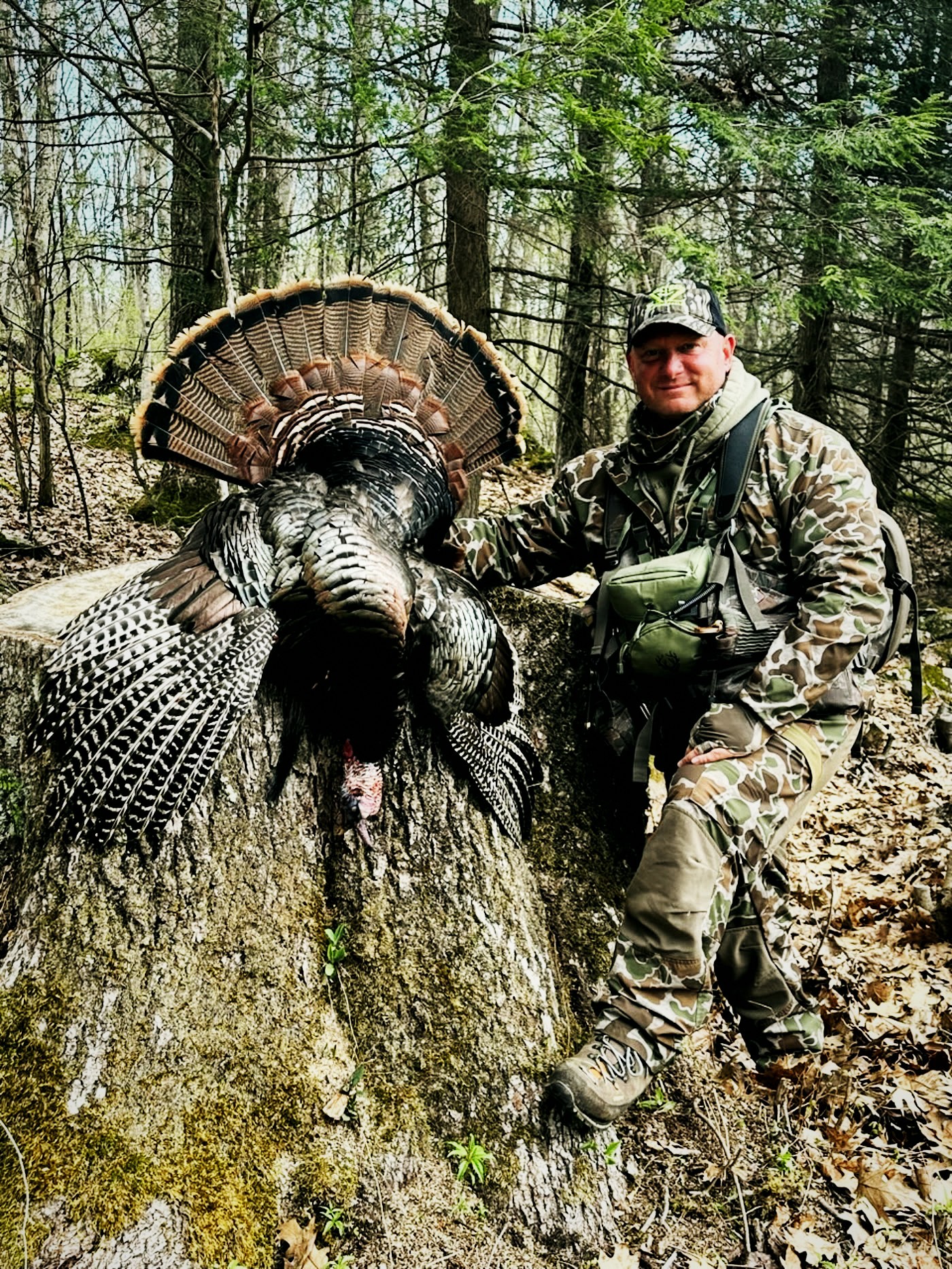 Hunter seated beside a fanned longbeard turkey on a mossy stump in spring woods
