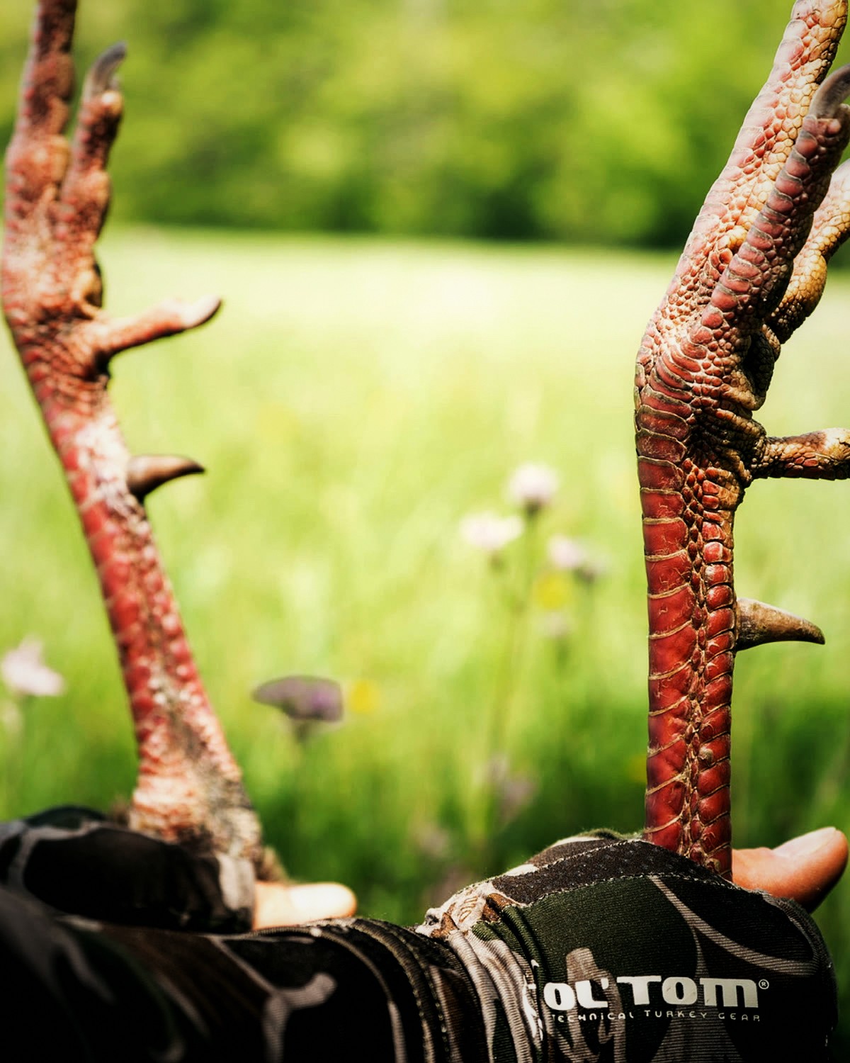 Spurred turkey legs held up against a green spring meadow
